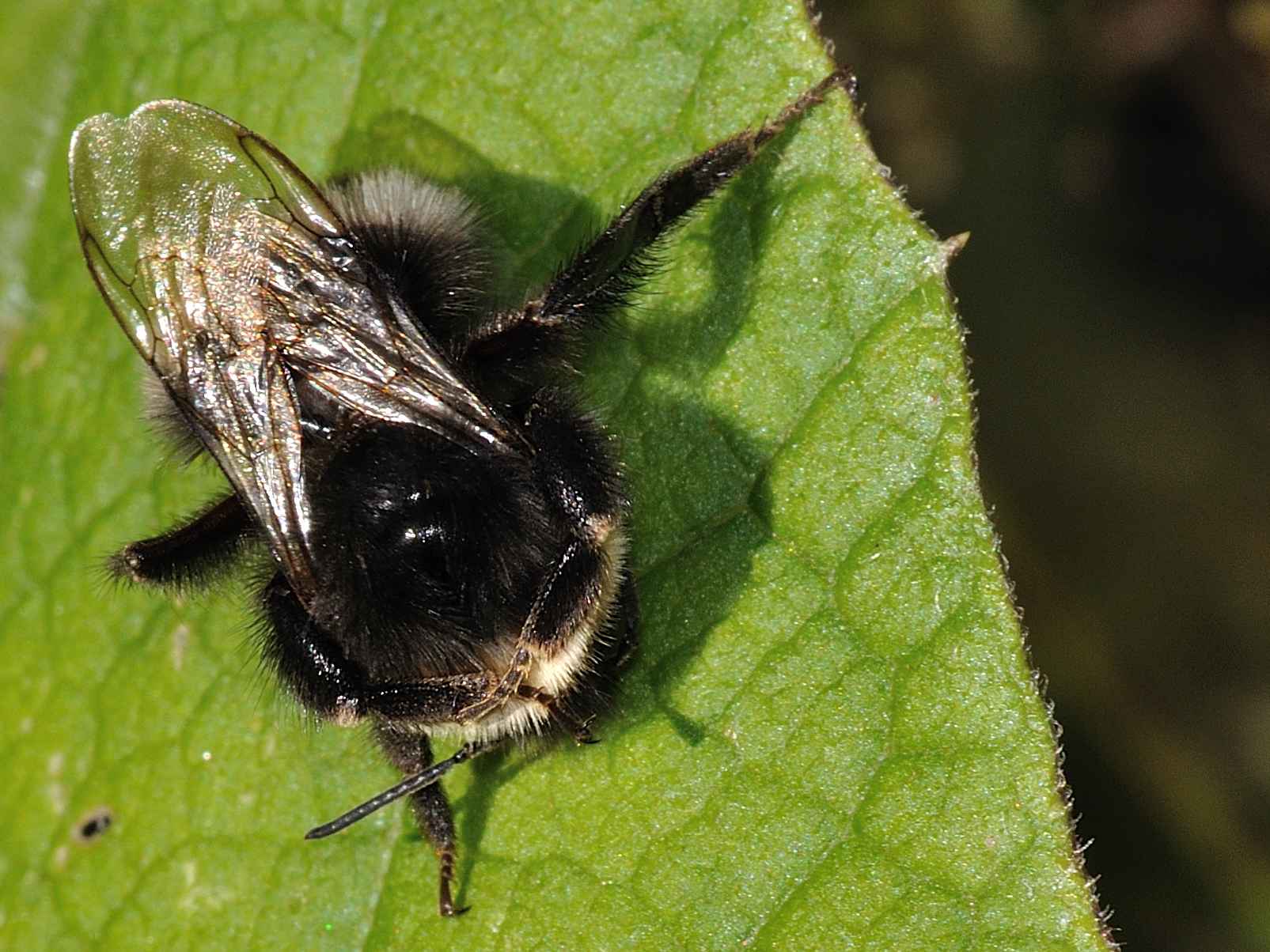 Bombus terrestris ???